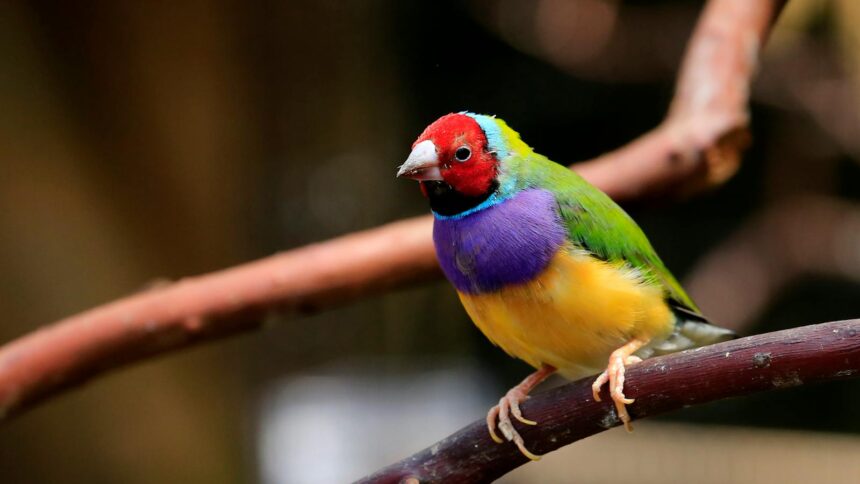 A Gouldian Finch on a Branch