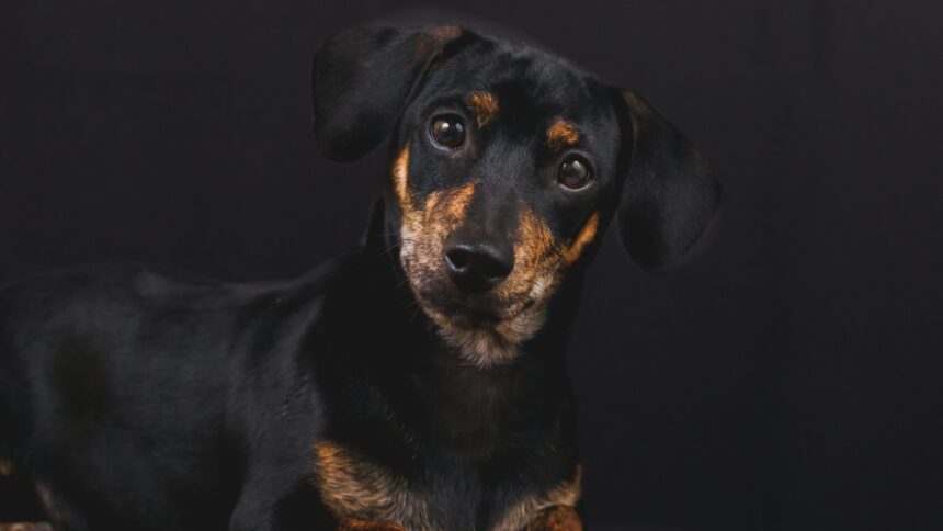 adult black and tan dachshund laying on black surface