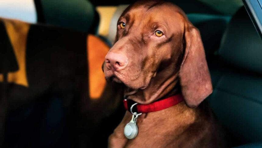cachorro marrom na janela do carro