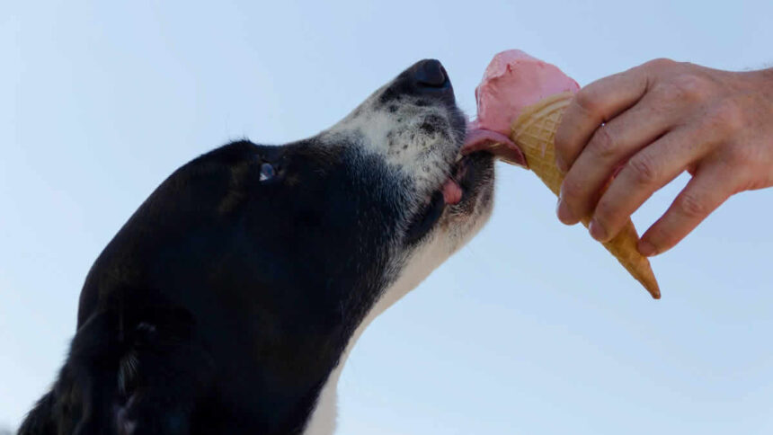 cachorro preto e branco cao chupando tomando sorvete