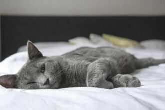 gato cinza na cama