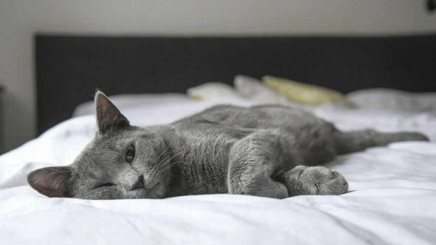 gato cinza na cama