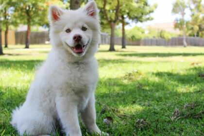 cachorro branco sobre grama de jardim