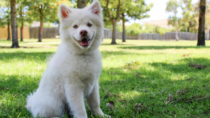 cachorro branco sobre grama de jardim
