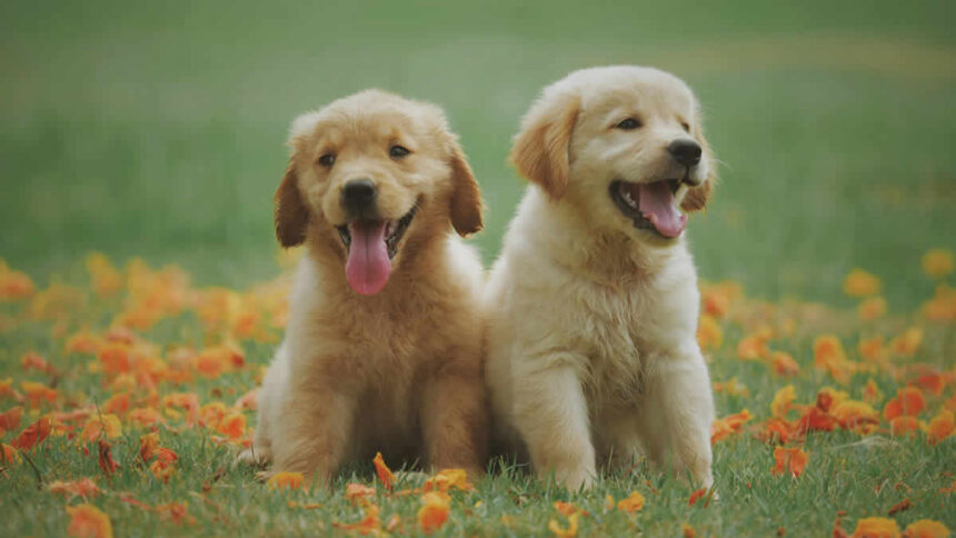 2 cachorros caes filhotes sobre grama com flores
