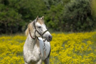 Descubra Como Cuidar de Um Cavalo Idoso e Garantir Seu Bem-Estar